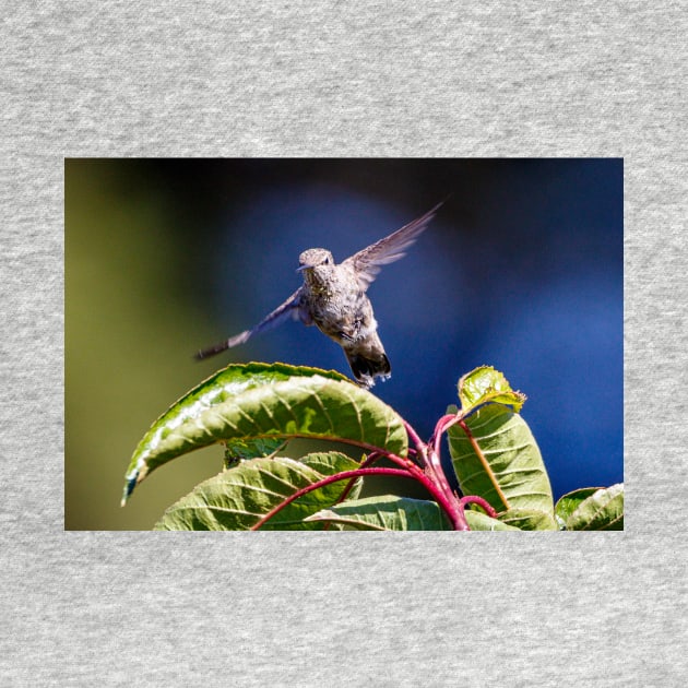 Hummingbird in flight by blossomcophoto